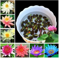 Lotus seeds
