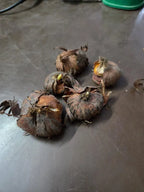 Bi-Color Mutation Hyacinth Bulbs Seeds